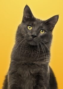 Quadro de Animais ANMS (144)