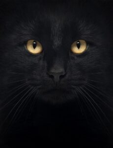 Quadro de Animais ANMS (148)
