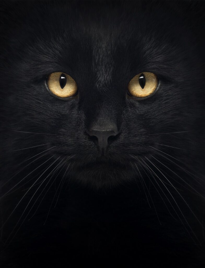 Quadro de Animais ANMS (148)