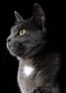 Quadro de Animais ANMS (152)