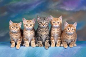 Quadro de Animais ANMS (154)