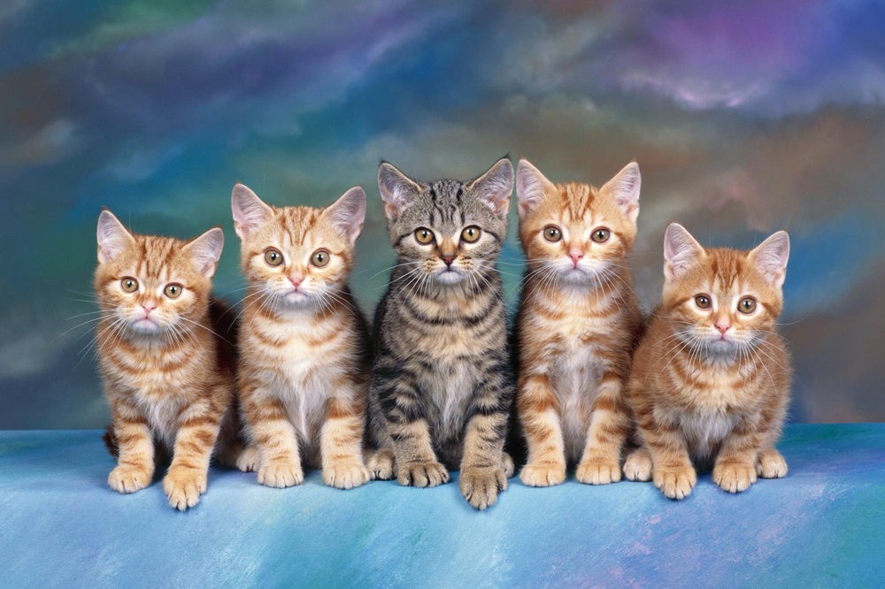 Quadro de Animais ANMS (154)