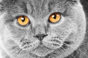 Quadro de Animais ANMS (158)