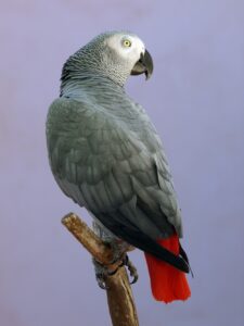 Quadro de Animais ANMS (43)