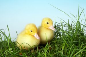 Quadro de Animais ANMS (46)