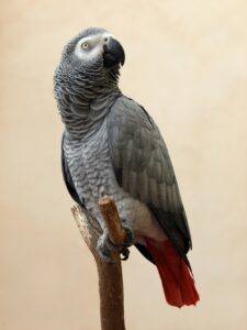 Quadro de Animais ANMS (52)