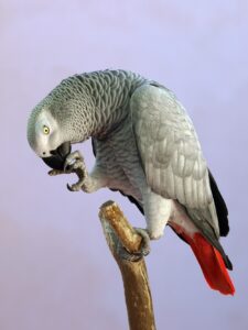 Quadro de Animais ANMS (54)