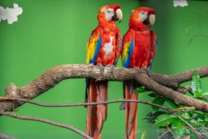 Quadro de Animais ANMS (57)