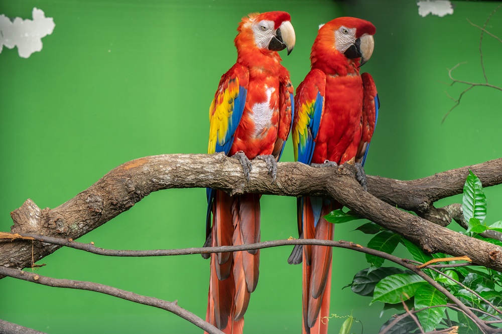 Quadro de Animais ANMS (57)