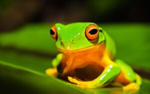 Quadro de Animais ANMS (68)