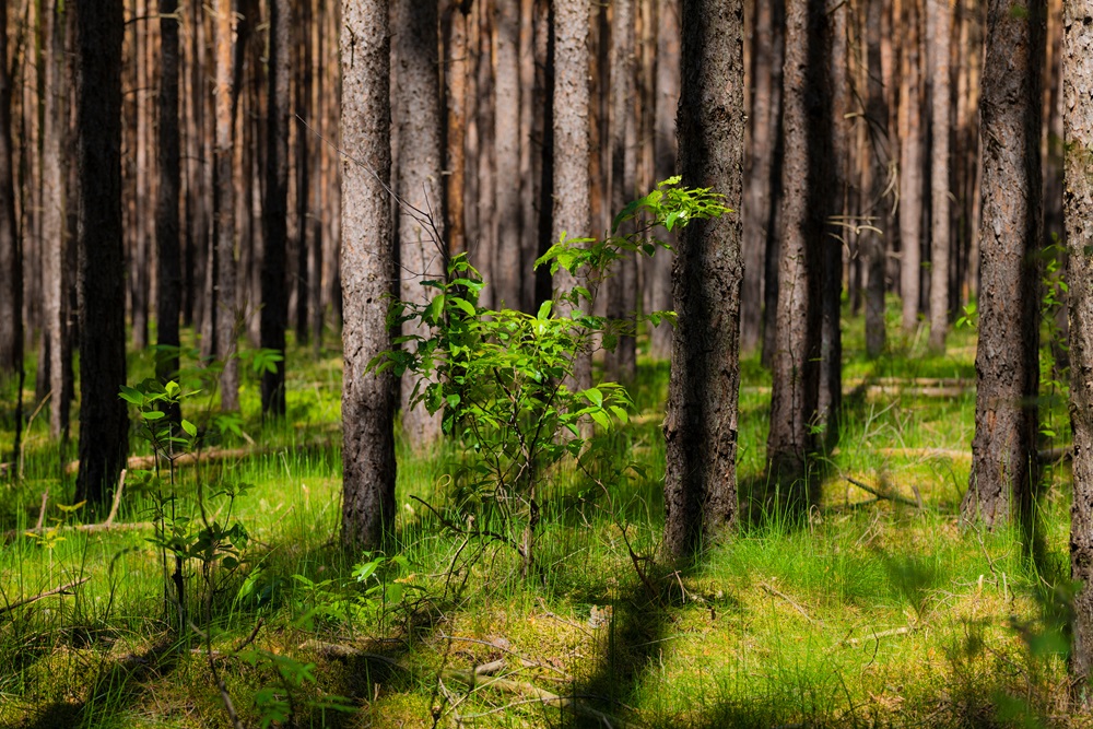 Quadro de Natureza NAT (17)
