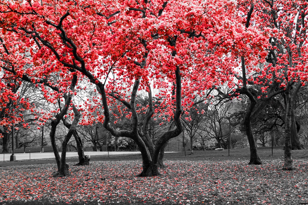 Quadro de Natureza NAT (20)