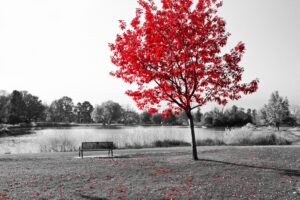 Quadro de Natureza NAT (3)