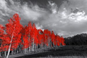 Quadro de Natureza NAT (5)